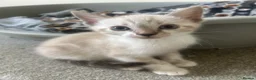 Bengal cats for sale: Bengal kittens  - Advert 19