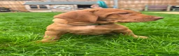 Hungarian Vizsla dogs for sale: EXCEPTIONAL HUNGARIAN VIZSLA PUPPIES - Advert 8