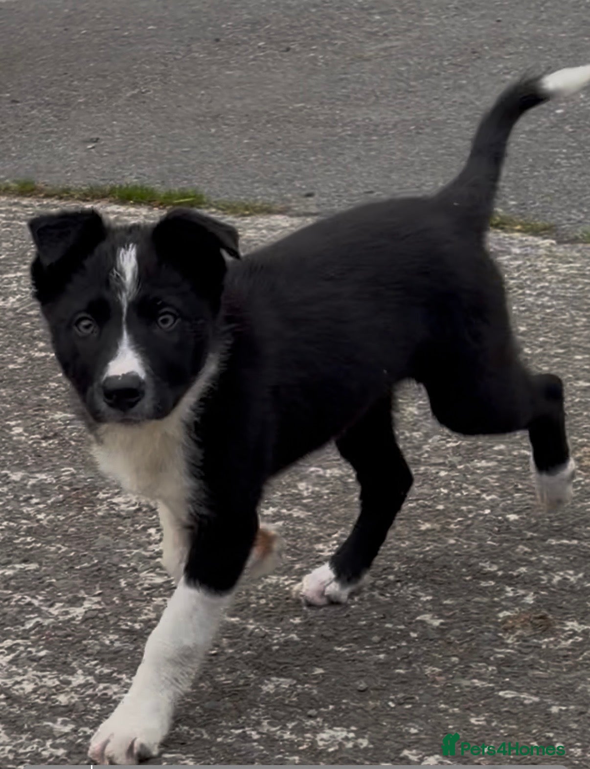 Border Collie dogs for sale: ⭐️2 Male Collie Sheepdog Pups⭐️ in Lampeter - Advert 4