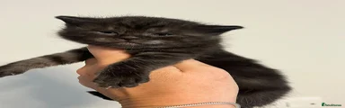 Maine Coon Kitten 1
