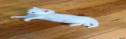 Mixed Breed cats for sale: 6 Kittens  in Waterlooville - Advert 4