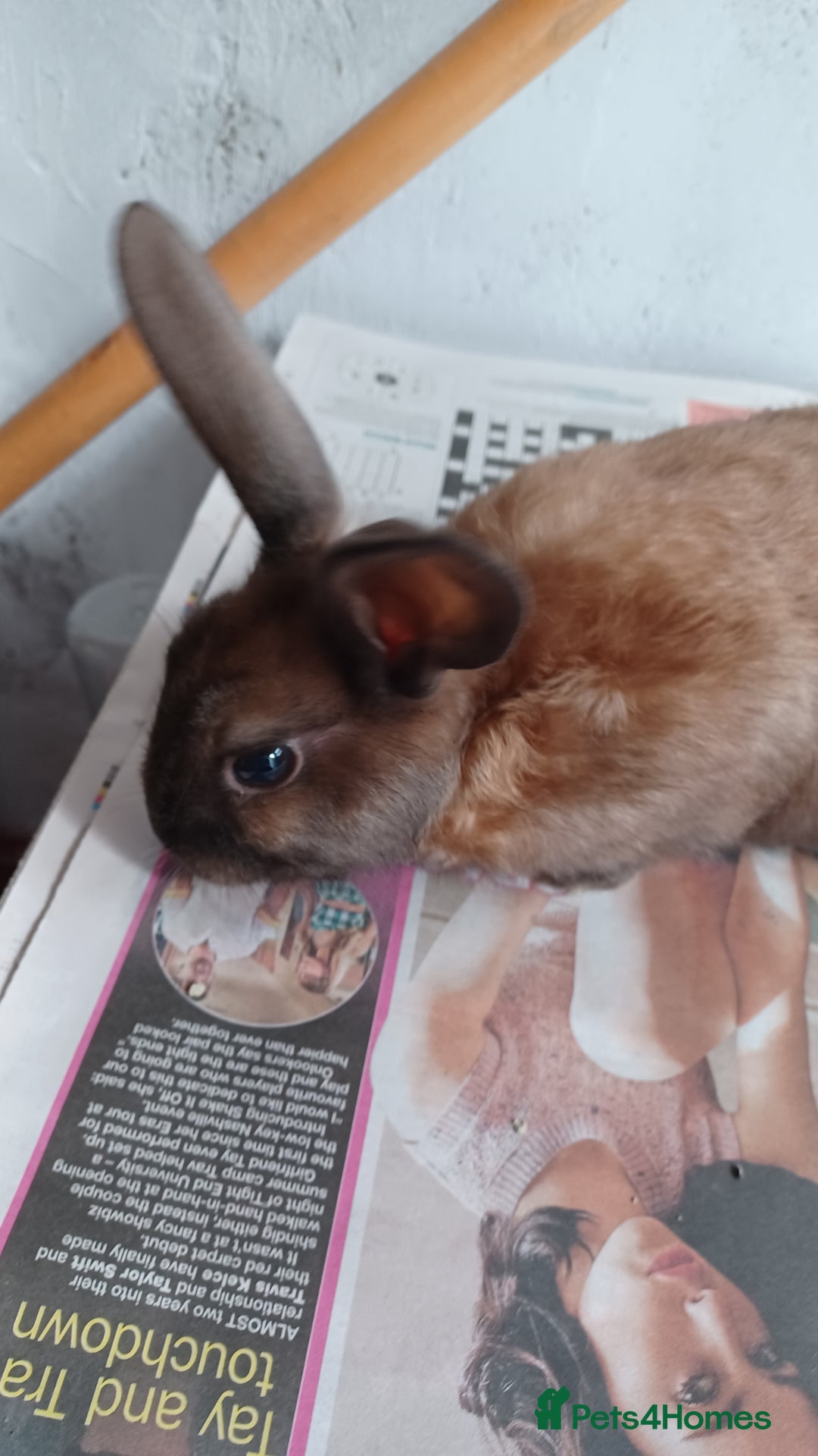 Lionhead rabbits for sale: 2 cute lionhead rabbits come with cage and food - Image 13