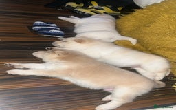 Siberian Husky dogs for sale: 3 fluffy chowski’s  - Advert 6