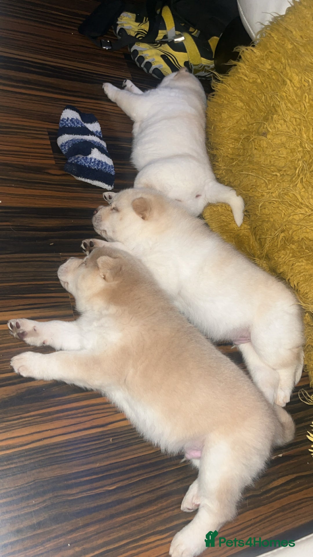 Siberian Husky dogs for sale: 3 fluffy chowski’s  - Advert 6