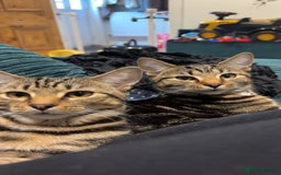 American Shorthair cats for sale: Pedro and Tigger - male tabby’s  - Image 2