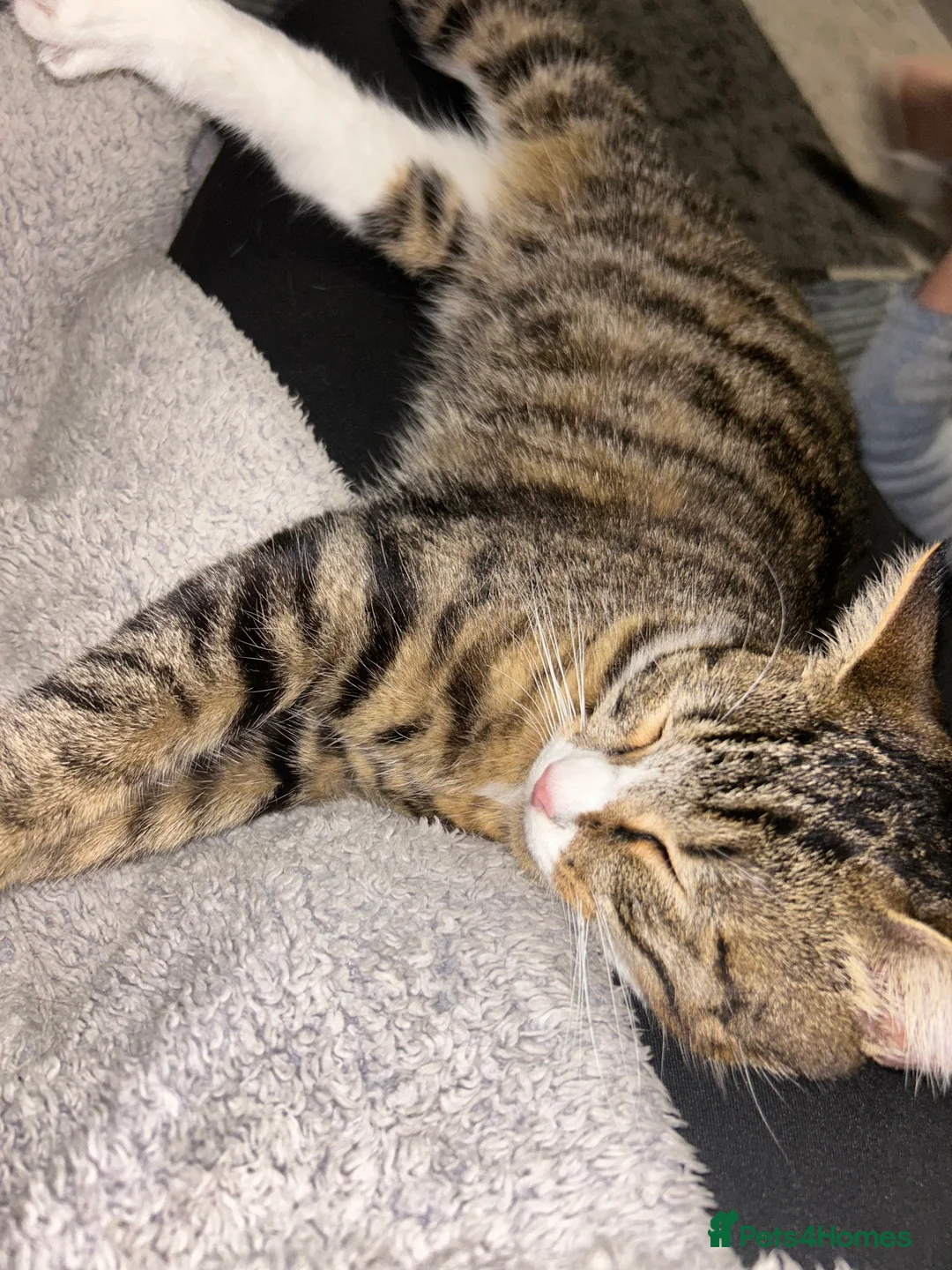 Mixed Breed cats for sale: 2 beautiful cats in Rugeley - Advert 5