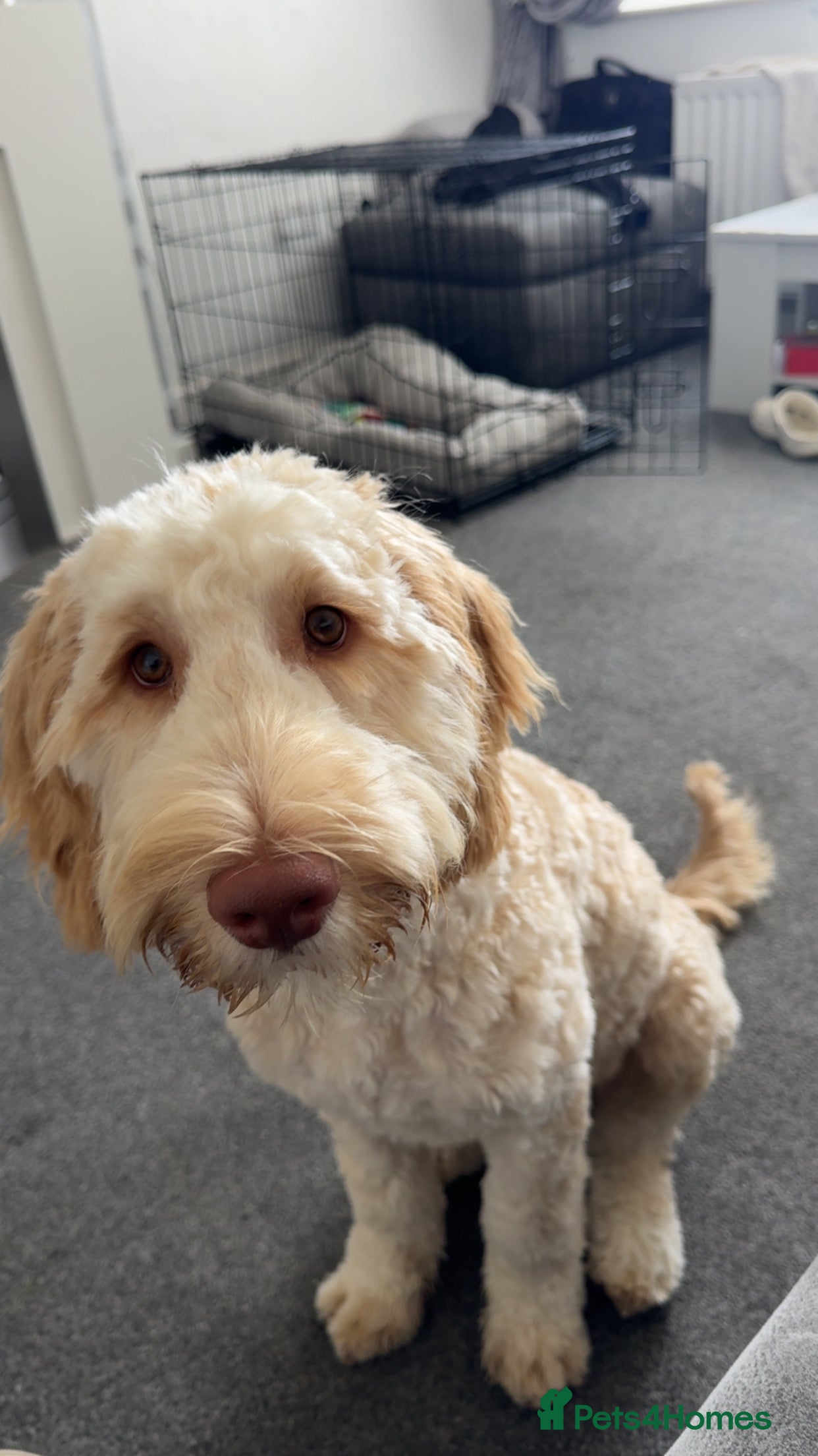 Cockapoo dogs Teddy - Advert 4