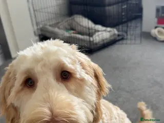 Cockapoo dogs Teddy - Advert 4