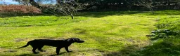 Springador dogs for sale: Female Spingador (Marlie) 10 months  - Advert 3