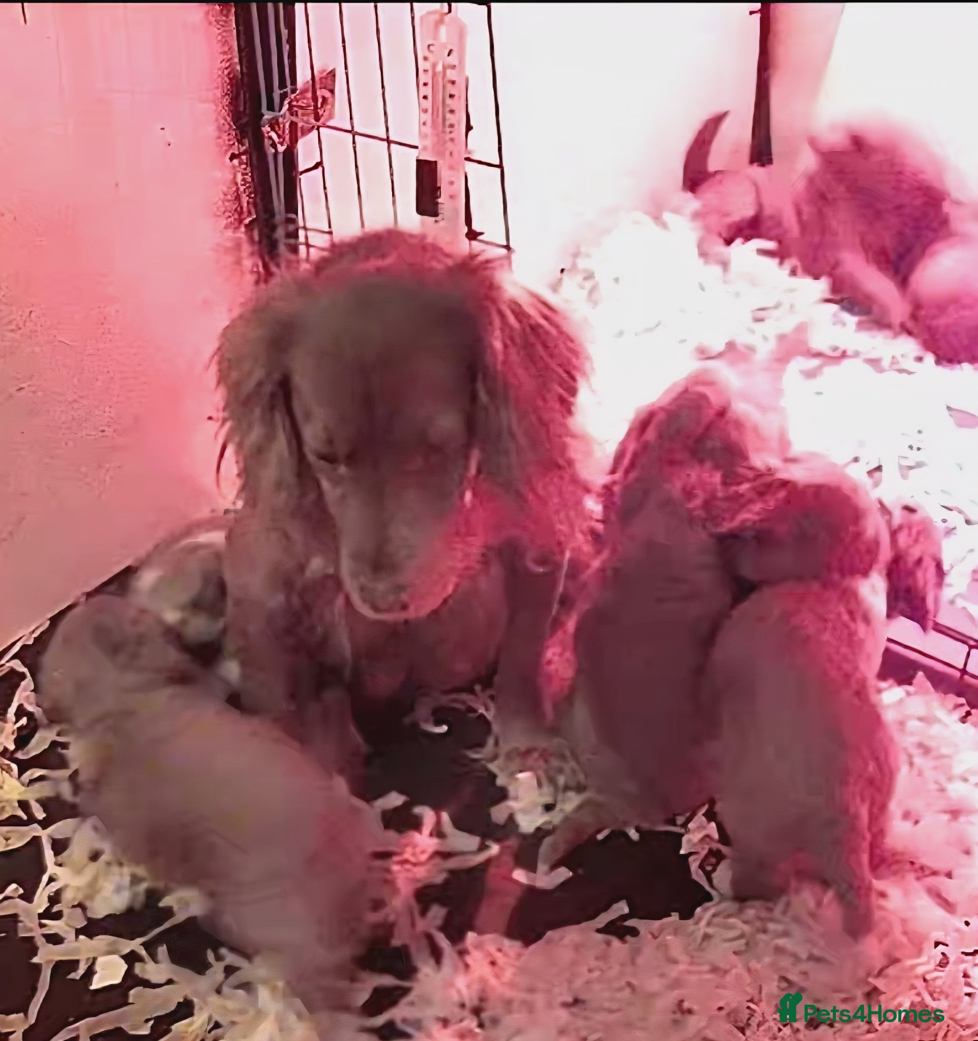 Cockapoo dogs STUNNING RED F1 HEALTH CHECKED COCKAPOOS - Advert 1