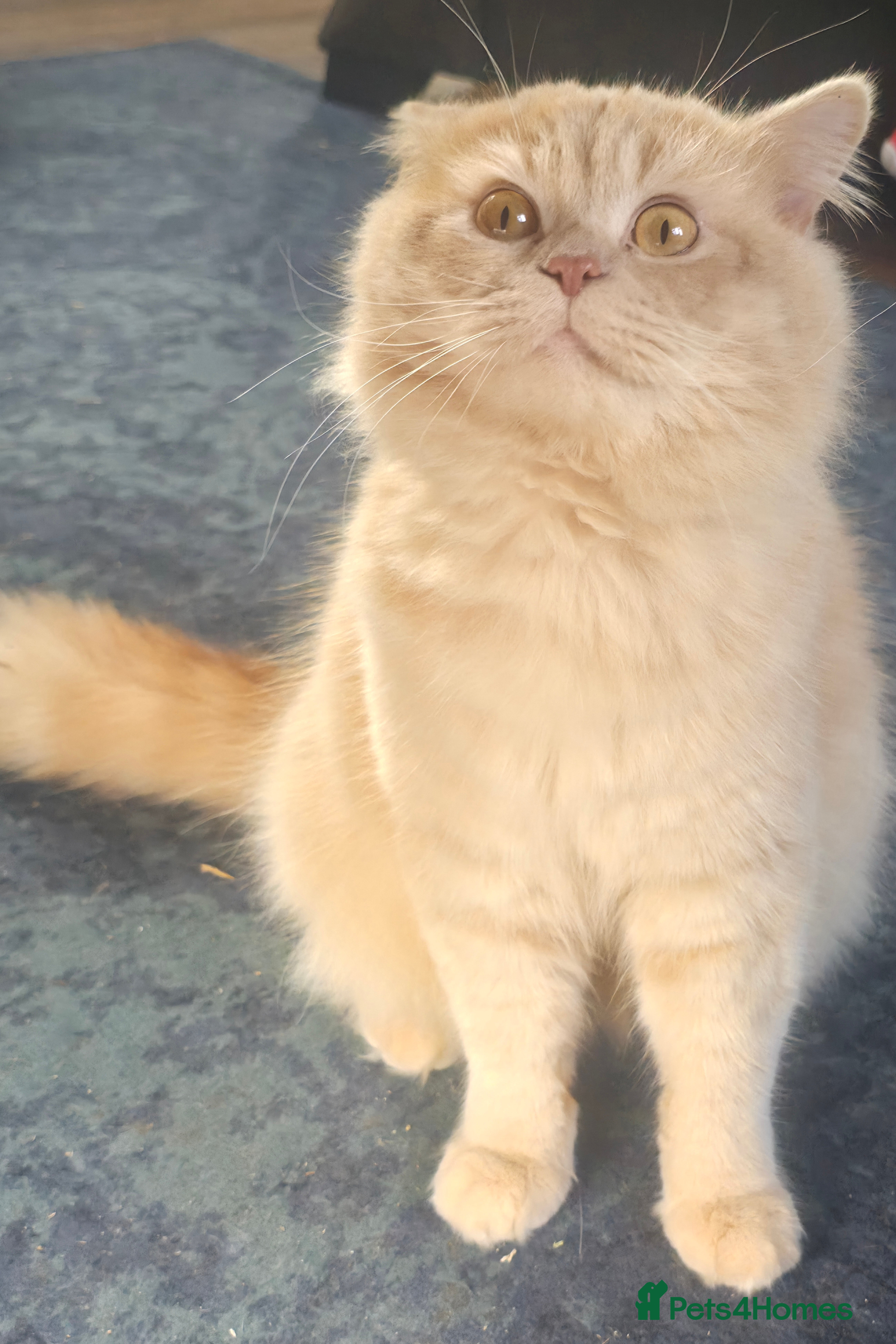Marmalade 