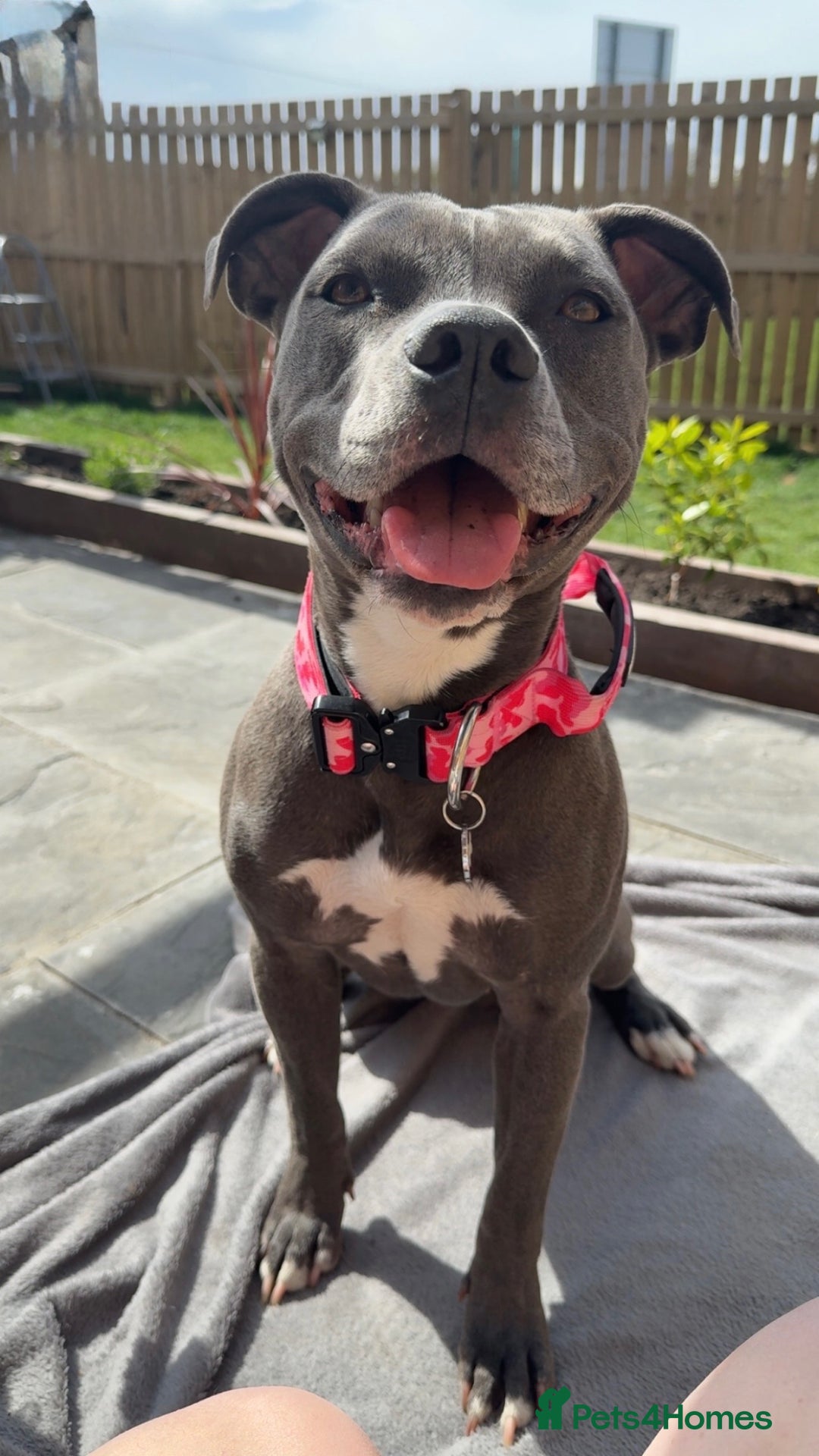 Staffordshire Bull Terrier dogs for sale: Rehoming, please read below. - Advert 22