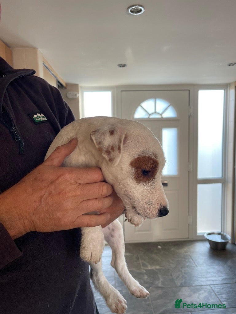 Jack Russell dogs Jack Russell Puppies for sale  - Advert 1