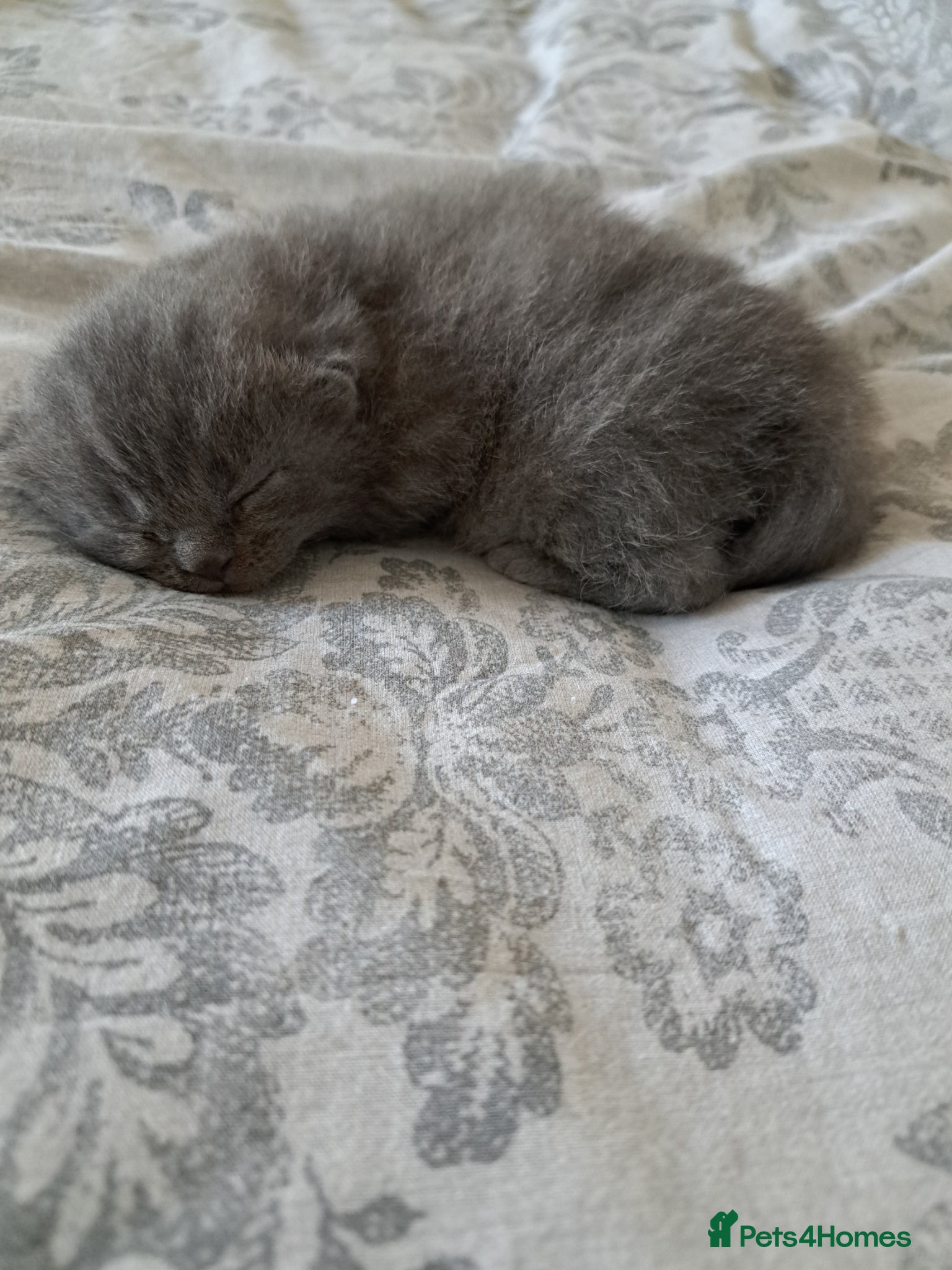 British Shorthair cats British shorthair blue  kittens  - Advert 6