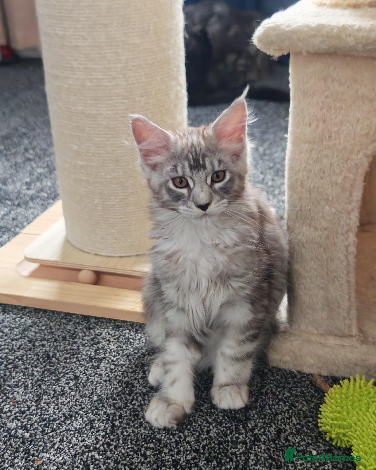 Maine Coon cats MaineCoon World Champion Bloodlines/London  - Advert 2