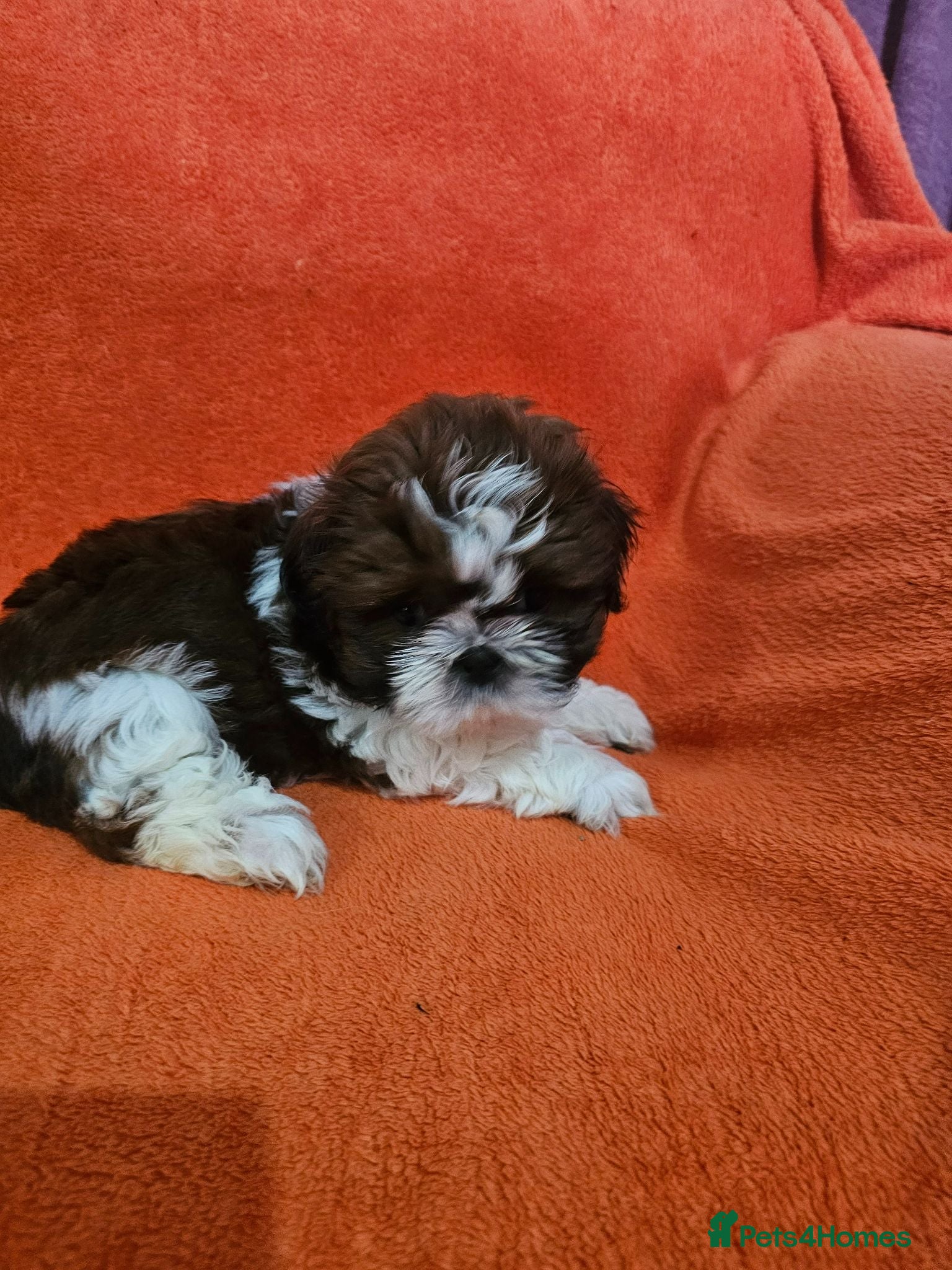 Shih Tzu dogs Royal Kennel Club registered standard shih tzu pup - Advert 22