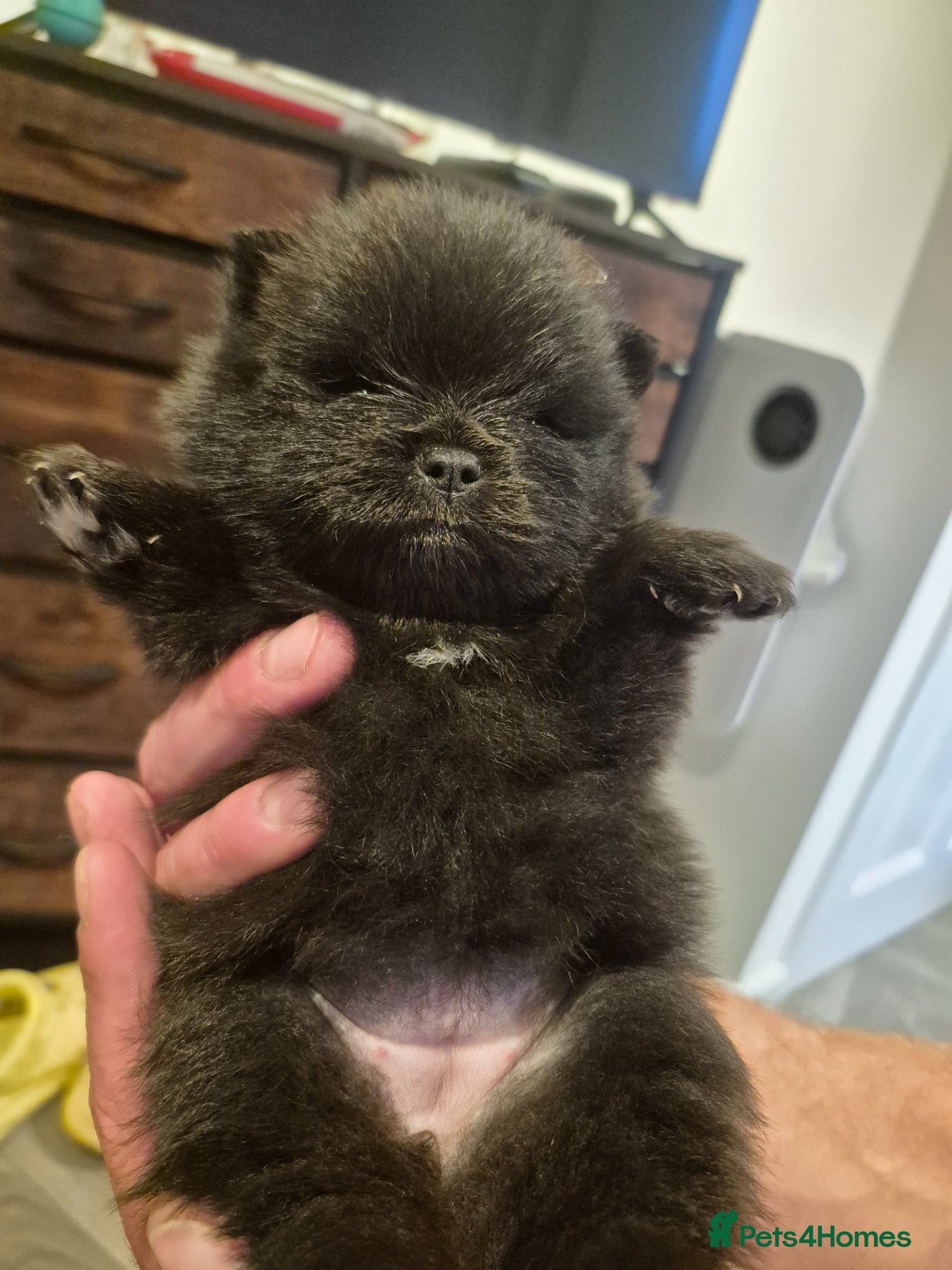 Pomeranian dogs for sale: Mini pomeranian puppies excel Russian bloodlines - Advert 6