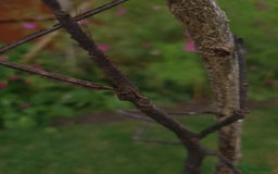 Stick Insects invertebrates for sale: Tirachoidea Jianfenglingensis stick insect nymphs. - Image 8