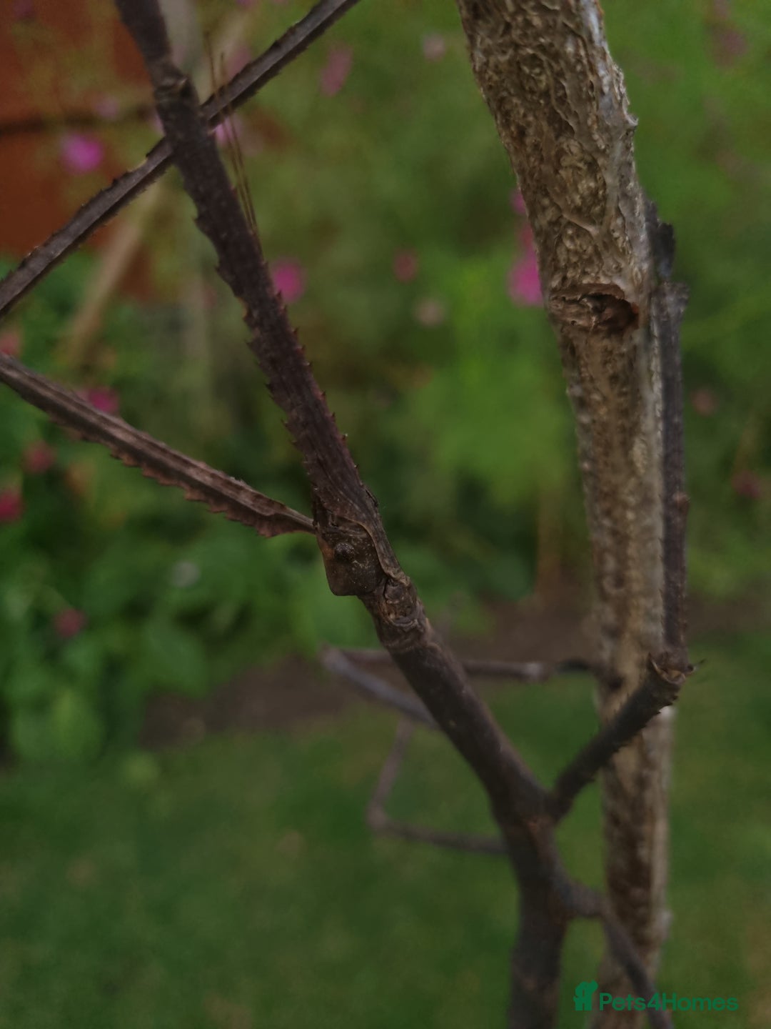 Stick Insects invertebrates for sale: Tirachoidea Jianfenglingensis stick insect nymphs. - Image 8