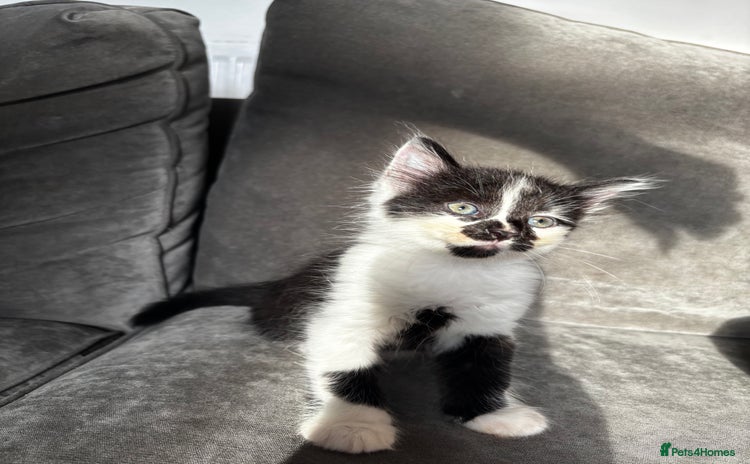 British Longhair cats - Advert 1