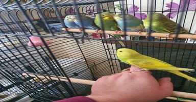 Budgerigars birds - Advert 5