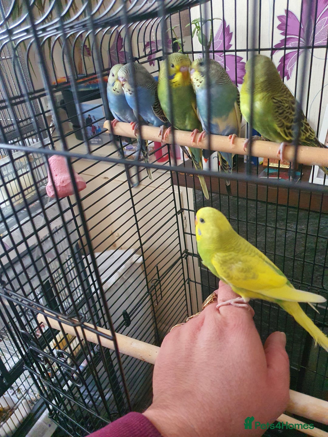 Budgerigars birds for sale: Baby budgies - Image 2