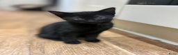Domestic Shorthair cats for sale: Beautiful, playful shorthair kittens for sale!  - Advert 4