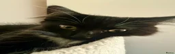 Mixed Breed cats for sale: Beautiful kittens are looking for their new family - Advert 14