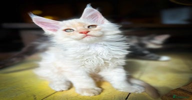 Maine Coon cats - Advert 5
