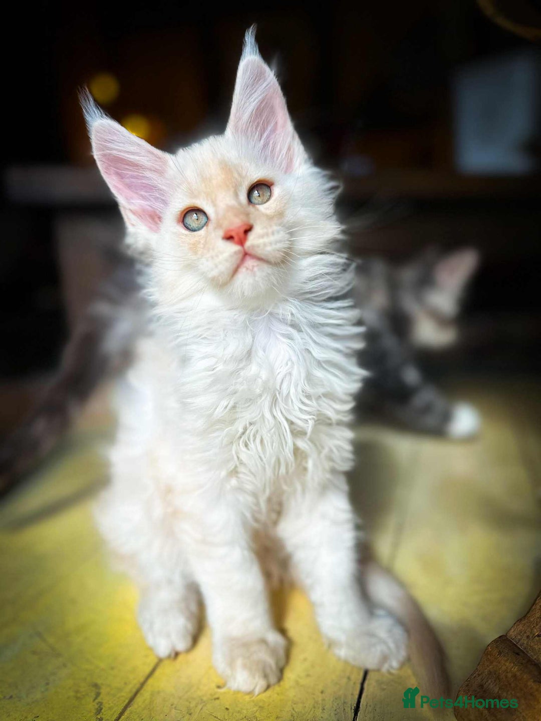 Maine Coon cats for sale: Maine Coon Kittens Tica Registered - Image 1