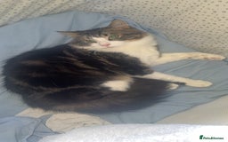 Domestic Shorthair cats for sale: Kitten / Nala - Image 2