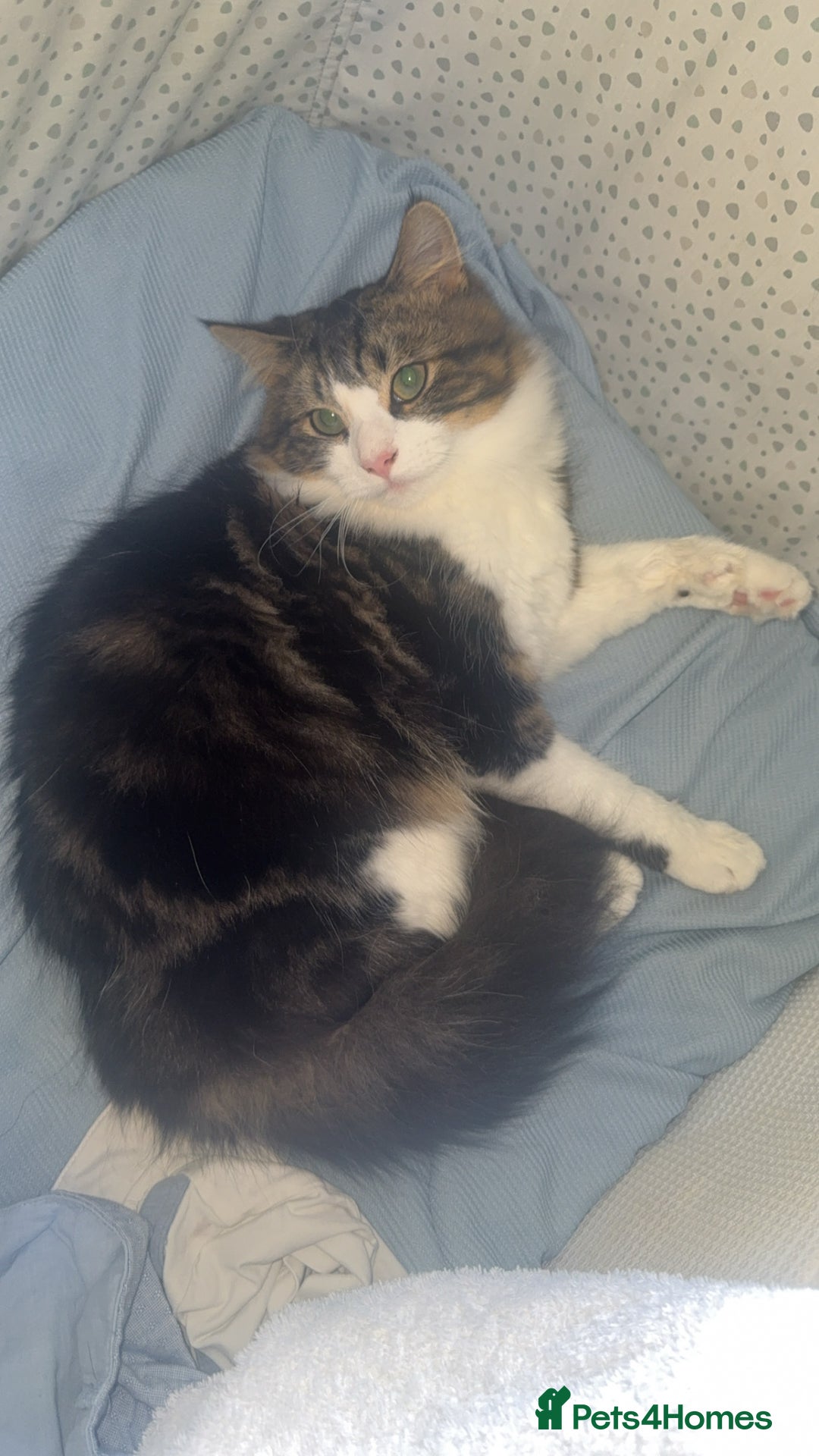 Domestic Shorthair cats for sale: Kitten / Nala - Image 2
