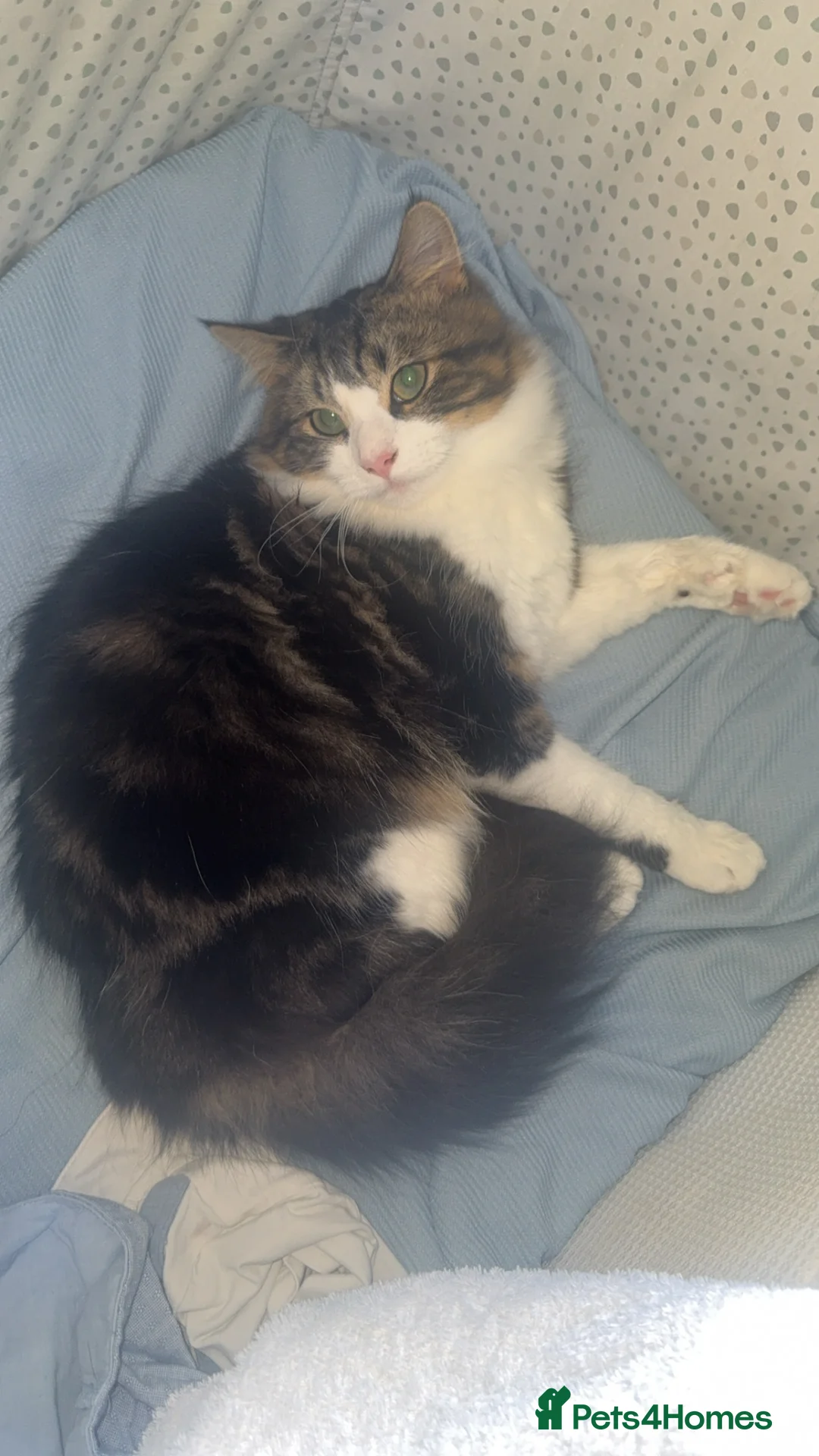 Domestic Shorthair cats for sale: Kitten / Nala - Advert 2