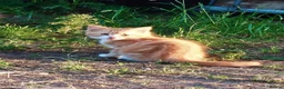 Maine Coon cats for sale: Gorgeous Mainecoon X kittens available. in Pulborough - Advert 7