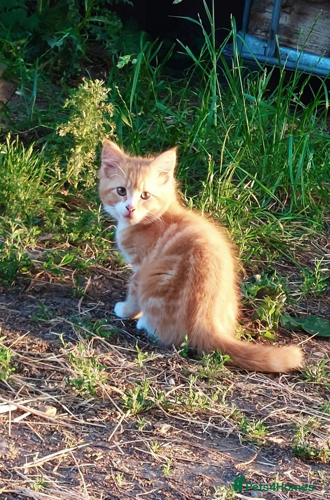 Maine Coon cats for sale: Gorgeous Mainecoon X kittens available. in Pulborough - Advert 7