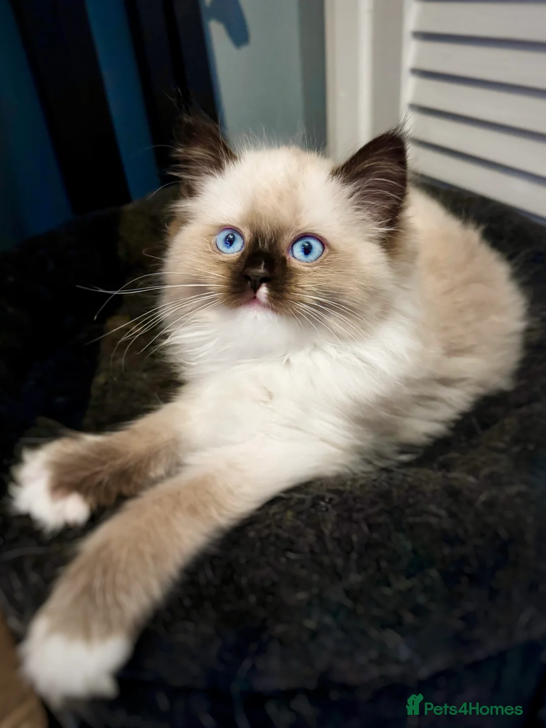 Ragdoll cats for sale: READY NOW TICA ACTIVE Kittens, European bi-colour - Advert 15