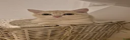 British Shorthair cats for sale: The Tik Tok Party kittens  - Advert 6