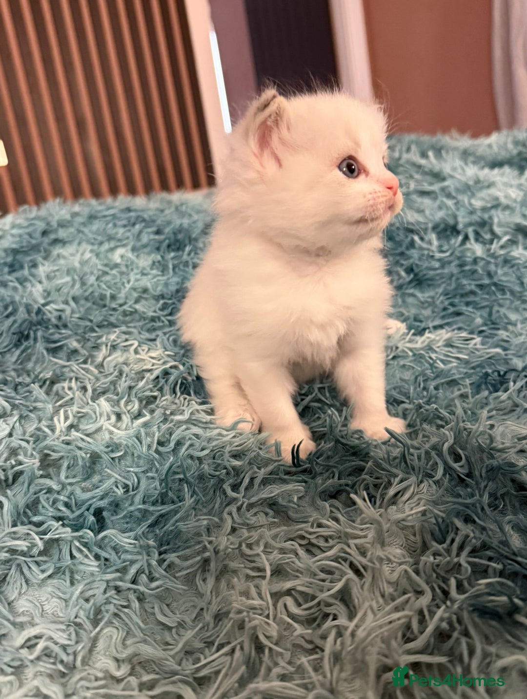 Ragdoll cats for sale: Ragdoll Kitten Boy - Image 2