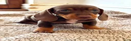 Miniature Dachshund dogs for sale: Miniature Dachshund Boys For Sale  in Blaenau Ffestiniog - Advert 10