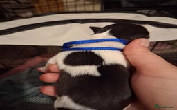 Mixed Breed dogs for sale: Jack Russell cross dachshund puppies  - Image 10