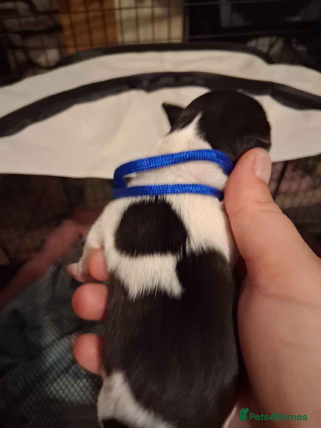 Mixed Breed dogs for sale: Jack Russell cross dachshund puppies  - Image 10