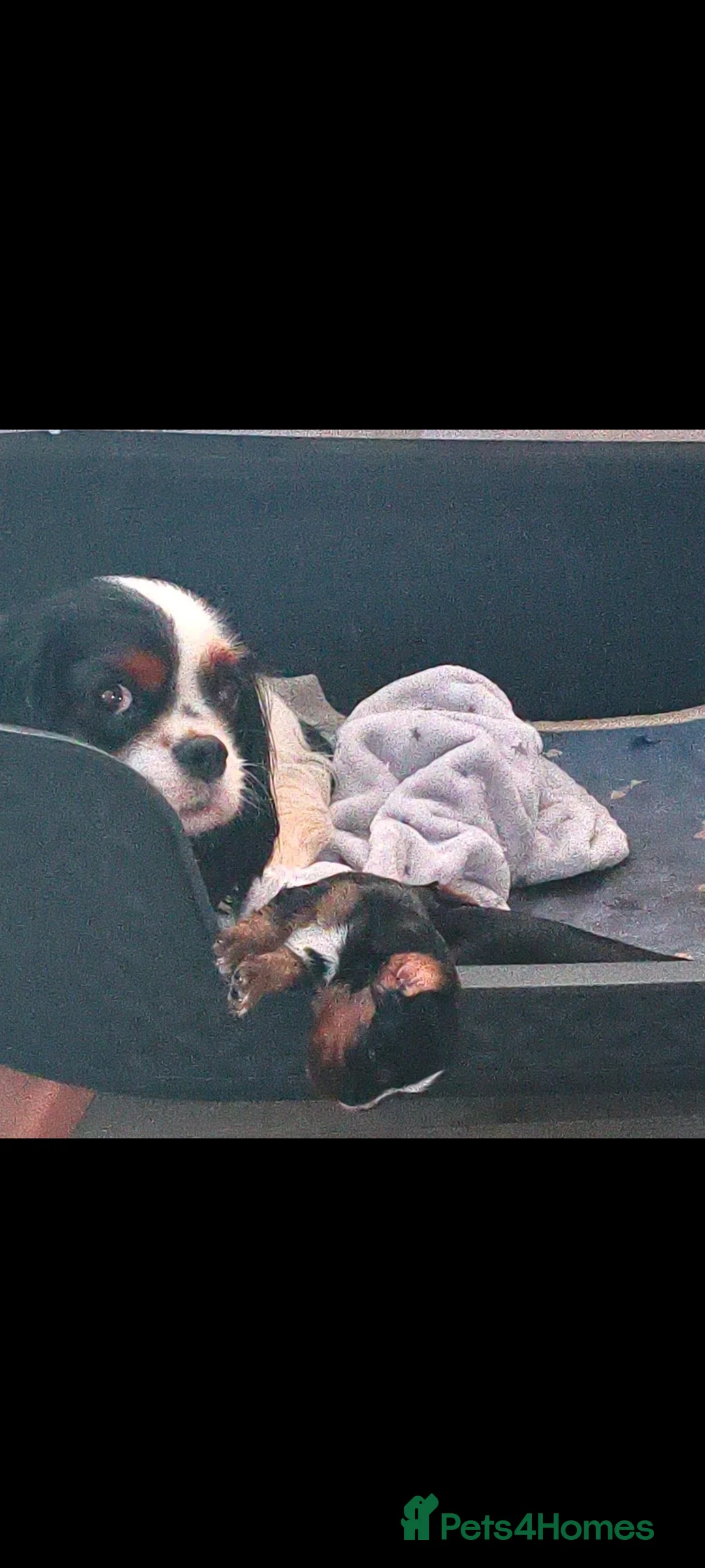 Cavalier King Charles Spaniel dogs for sale: Cavalier King Charles Spaniel in Knottingley - Advert 9