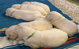 Golden Retriever dogs for sale: Chunky, cream pups - Image 16