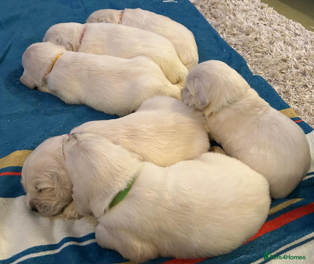 Golden Retriever dogs for sale: Chunky, cream pups - Image 16