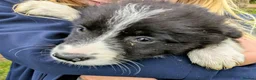 Border Collie dogs for sale: Border Collie Pups - Advert 3