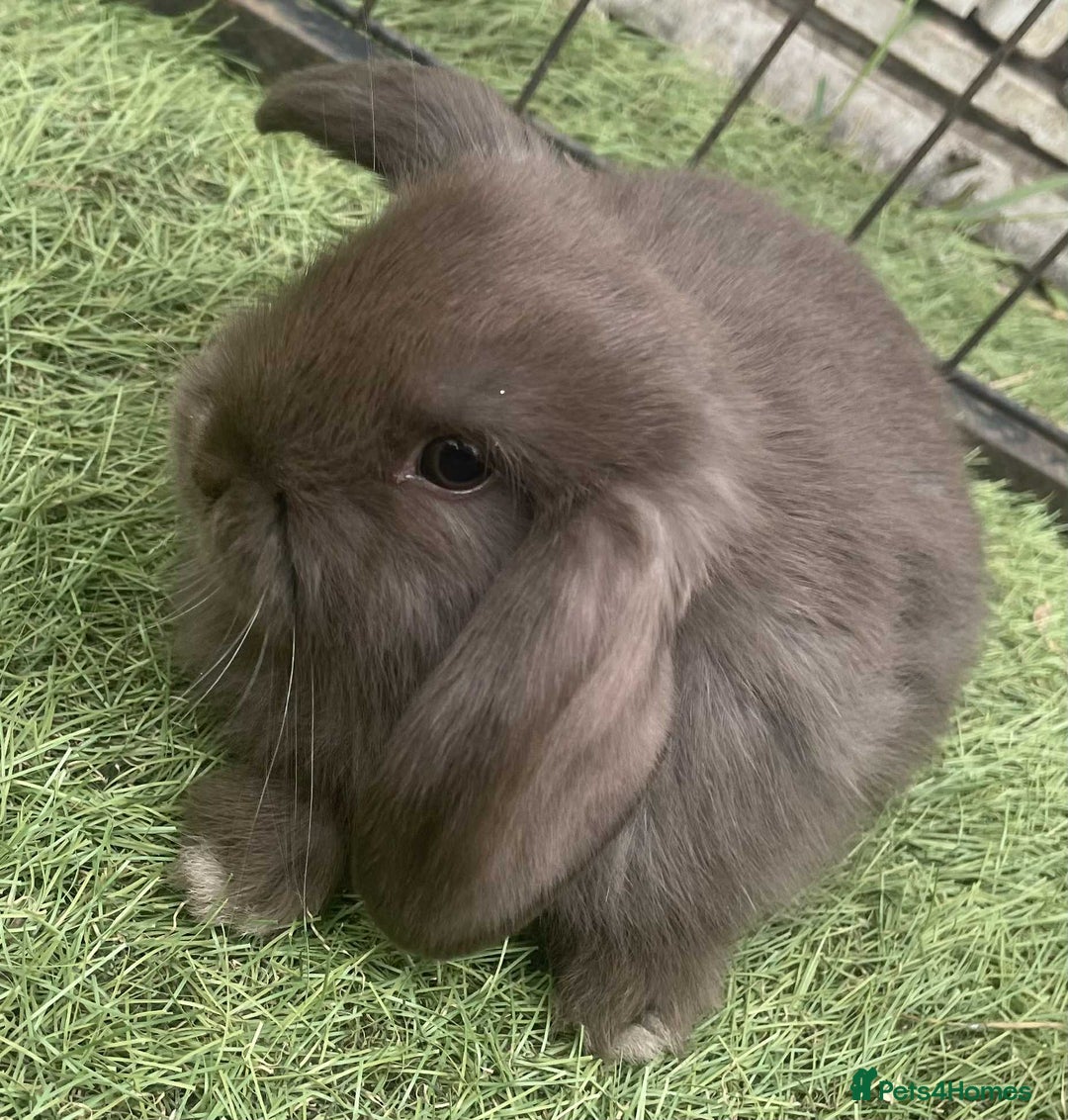 Mini Lop rabbits for sale: Mini lops for reserve  - Image 12
