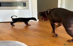 Dobermann dogs for sale: KC Registered Champion-lines Dobermans - Image 2