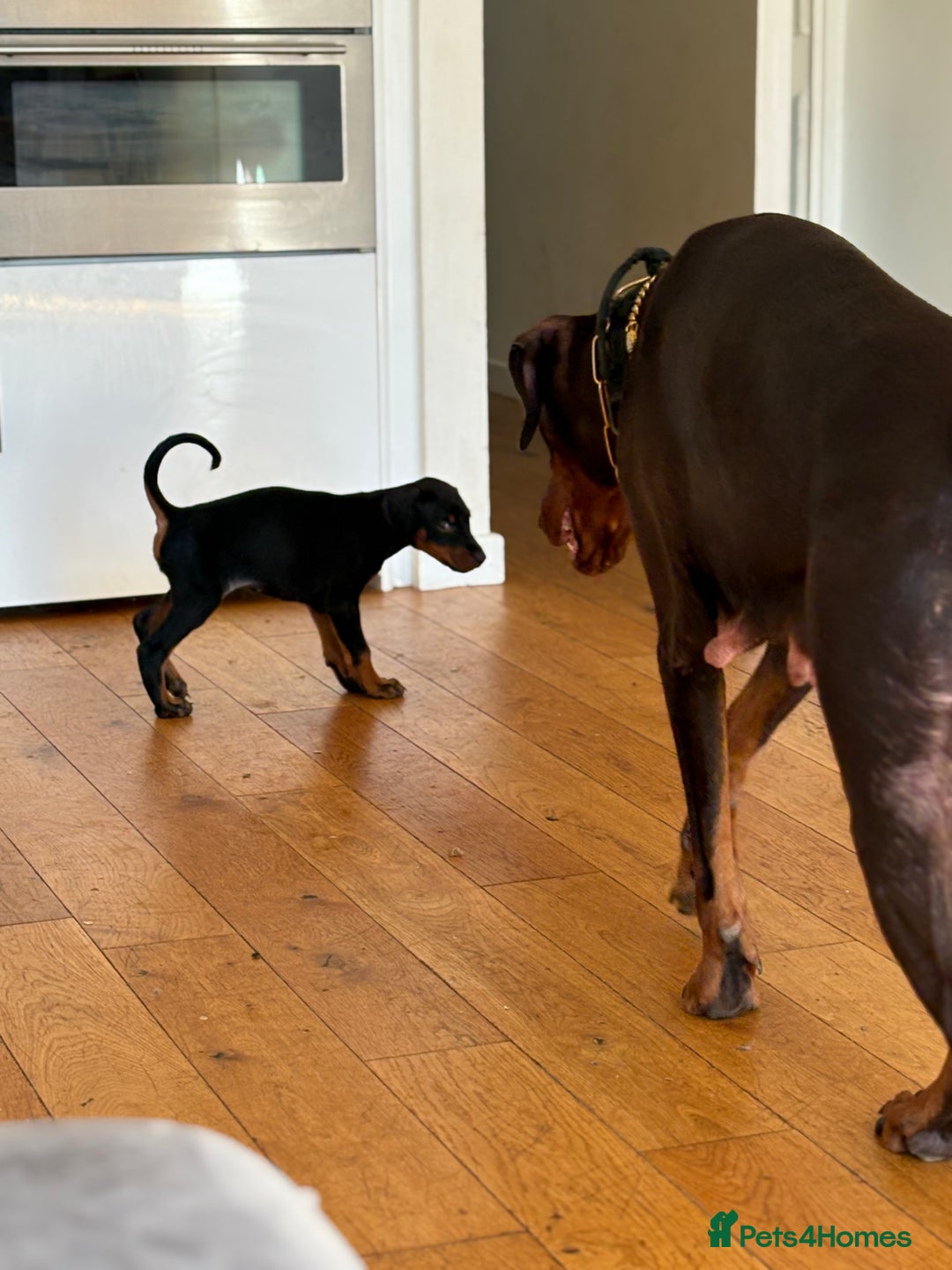 Dobermann dogs for sale: KC Registered Champion-lines Dobermans - Image 2