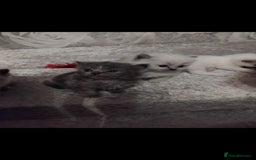 Mixed Breed cats for sale: Ragdoll x British Shorthair kittens - Advert 6