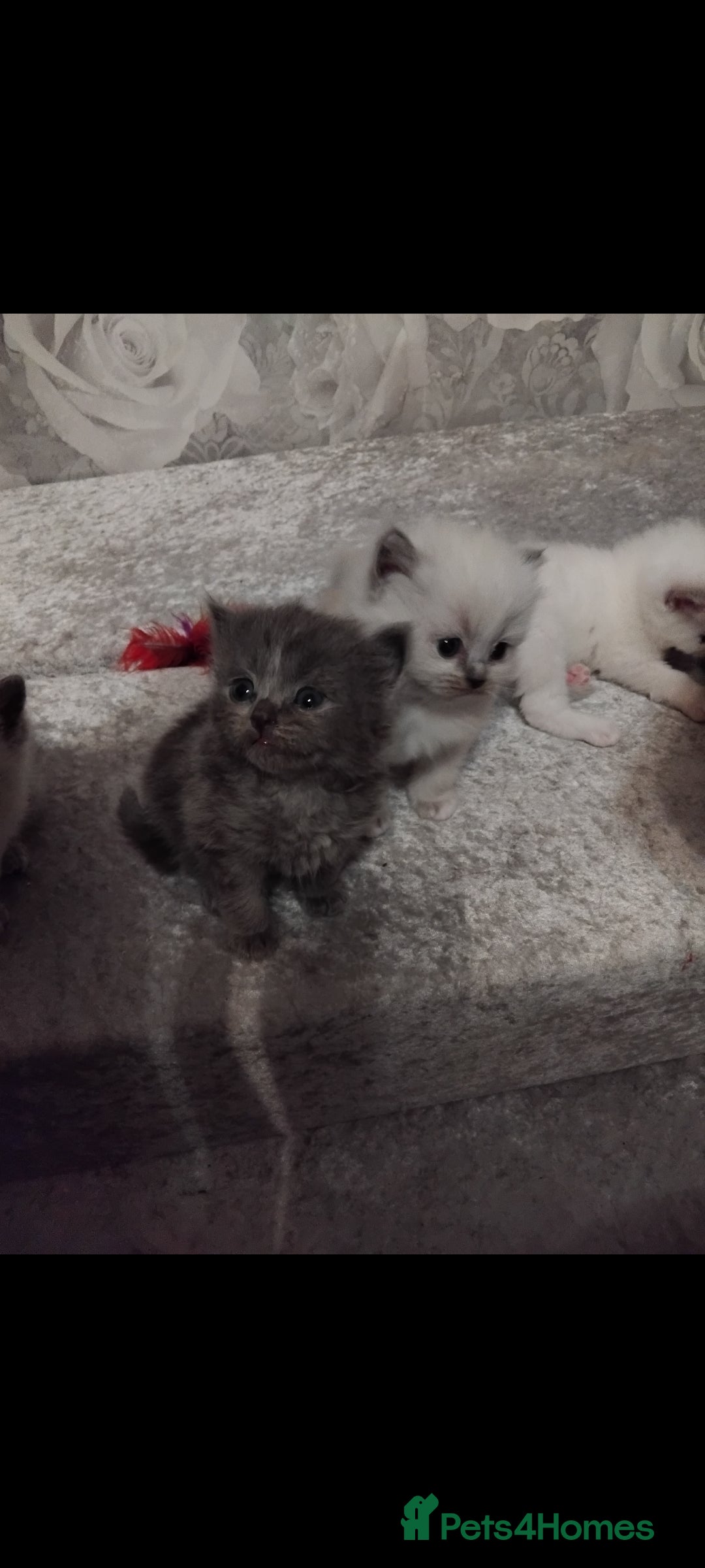 Mixed Breed cats for sale: Ragdoll x British Shorthair kittens - Advert 6